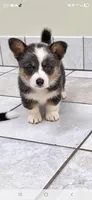 Beautiful Dilute Bluie Girl, a female Pembroke Welsh Corgi for sale in Milton, WI – 1 of 1