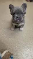 Pibble Fluffy Boy, a male French Bulldog for sale in Milton, WI – 3 of 8