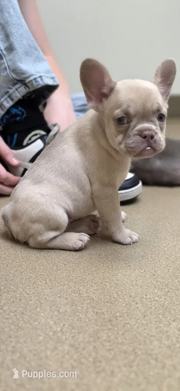 Frenchie Pups "Rosie" – French Bulldog puppy for sale in Milton, WI
