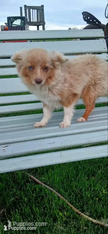 Nova  – Toy Australian Shepherd puppy for sale in Milton, WI