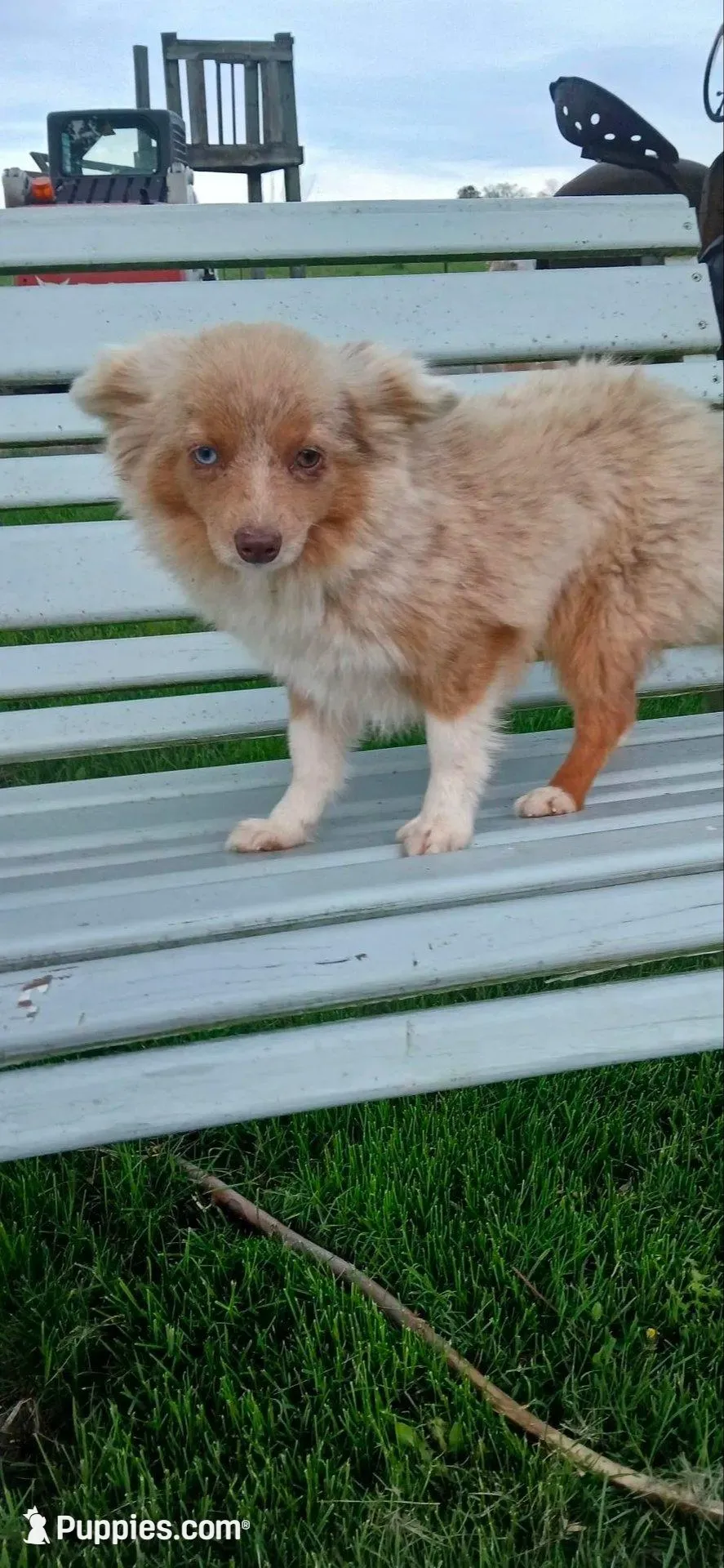 Nova , a female Toy Australian Shepherd for sale in Milton, WI – 1 of 1