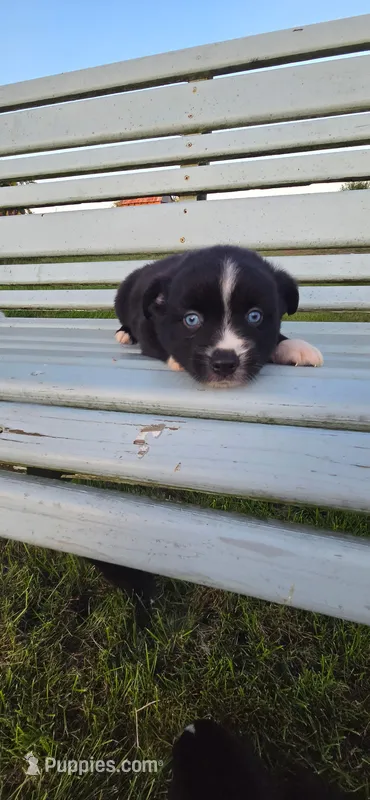 Handsome Blue Eyed Boy  – Miniature Australian Shepherd puppy for sale in Milton, WI