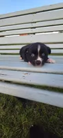 Handsome Blue Eyed Boy , a male Miniature Australian Shepherd for sale in Milton, WI – 1 of 1