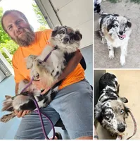 Blue Merle Girl, a female Miniature Australian Shepherd for sale in Milton, WI – 1 of 1