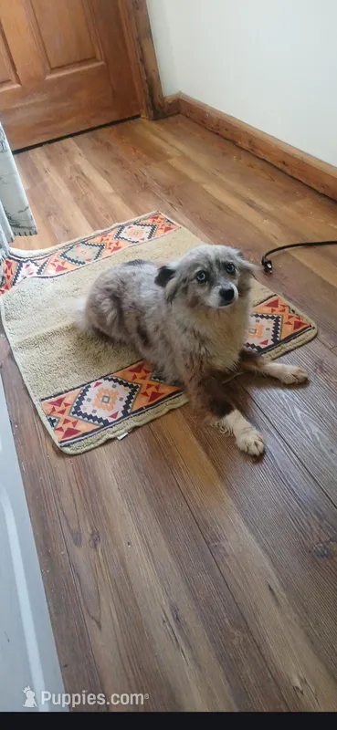 Violet SMALL blue merle toy girl – Toy Australian Shepherd puppy for sale in Milton, WI
