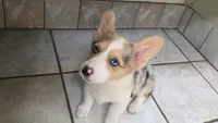 Blue Merle Girl, a female Pembroke Welsh Corgi for sale in Milton, WI – 5 of 6