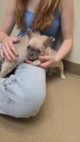 Sugar, a male French Bulldog for sale in Milton, WI – 5 of 6