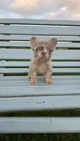Fluffy Merle Girl, a female French Bulldog for sale in Milton, WI – 2 of 3