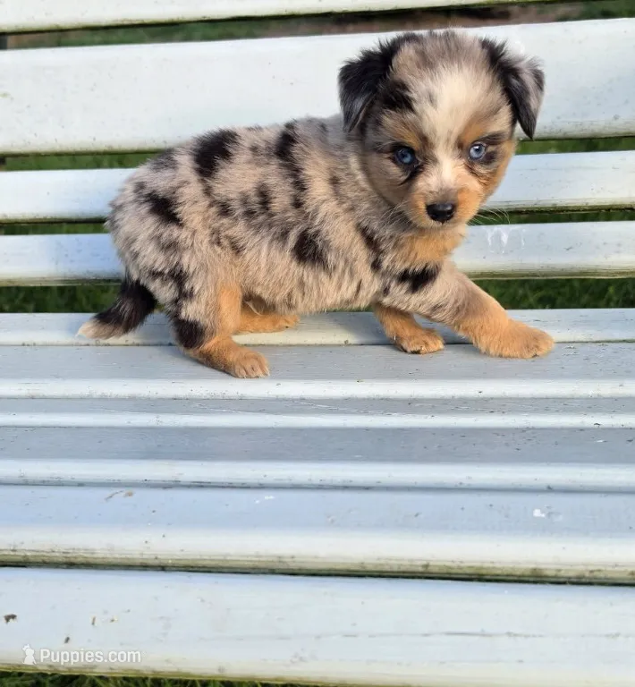 Blue Merle Boy, a male Toy Australian Shepherd for sale in Milton, WI – 1 of 1
