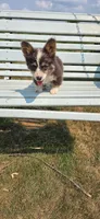 Fluffy Bluie Boy, a male Pembroke Welsh Corgi for sale in Milton, WI – 2 of 3