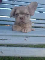 Fluffy NewShade Isabella and Tan, pink carrier , a male French Bulldog for sale in Milton, WI – 10 of 10