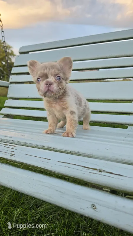 Fluffy Merle Girl – French Bulldog puppy for sale in Milton, WI
