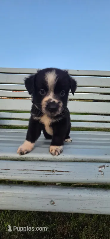 Tiny boy Freckles – Miniature Australian Shepherd puppy for sale in Milton, WI