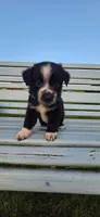 Tiny boy Freckles, a male Miniature Australian Shepherd for sale in Milton, WI – 1 of 1