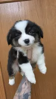 Blue Eyed Beauty , a female Pembroke Welsh Corgi and Miniature Australian Shepherd for sale in Milton, WI – 2 of 2