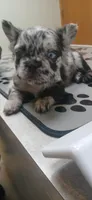 Visual Fluffy Merle BLUE EYES, a male French Bulldog for sale in Milton, WI – Photo 3 of 4