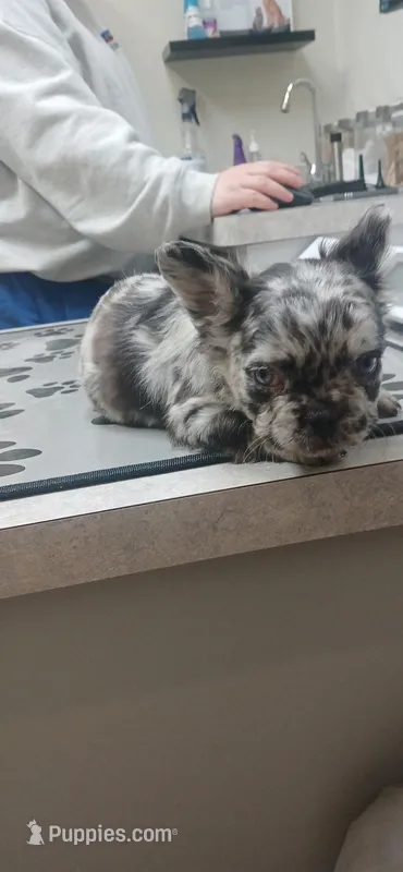 Visual Fluffy Merle BLUE EYES – French Bulldog puppy for sale in Milton, WI