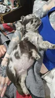 Visual Fluffy Merle BLUE EYES, a male French Bulldog for sale in Milton, WI – 6 of 8