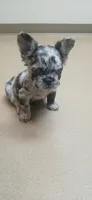 Visual Fluffy Merle BLUE EYES, a male French Bulldog for sale in Milton, WI – Photo 1 of 4