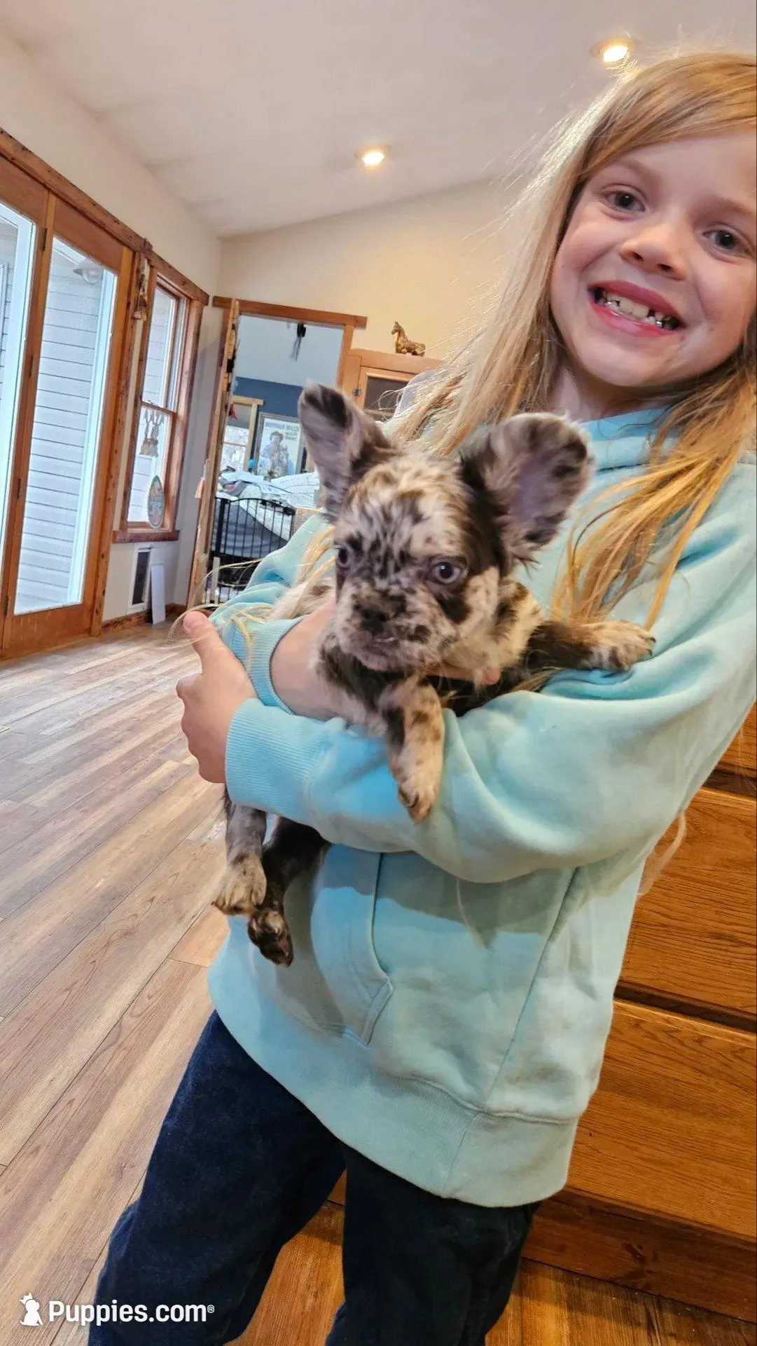 Visual Fluffy Merle BLUE EYES – French Bulldog puppy for sale in Milton, WI