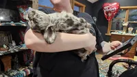 Visual Fluffy Merle BLUE EYES, a male French Bulldog for sale in Milton, WI – 7 of 8