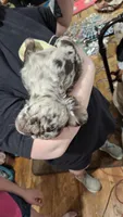 Visual Fluffy Merle BLUE EYES, a male French Bulldog for sale in Milton, WI – 8 of 8