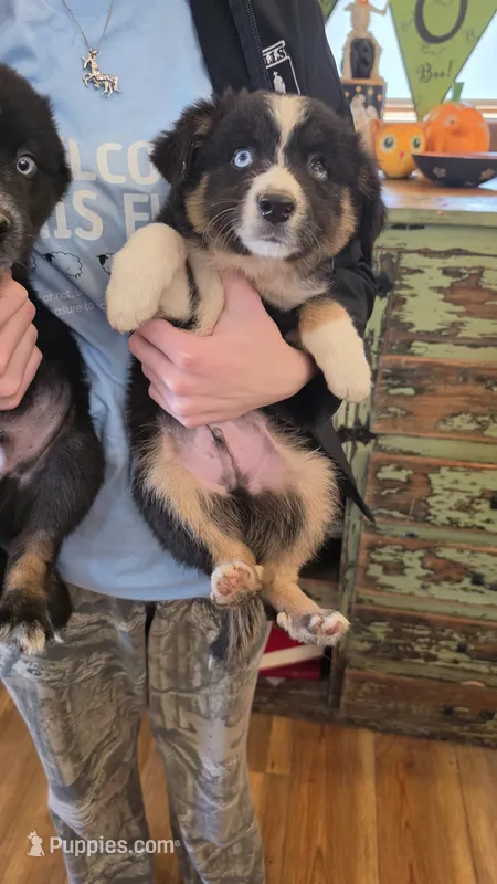 Tri Boy – Miniature Australian Shepherd puppy for sale in Milton, WI