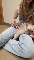Sugar, a male French Bulldog for sale in Milton, WI – 3 of 6