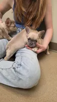 Sugar, a male French Bulldog for sale in Milton, WI – 4 of 6