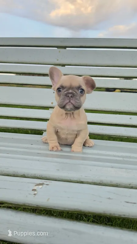 French Bulldogs – French Bulldog puppy for sale in Milton, WI