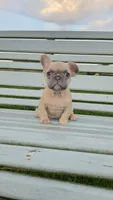 French Bulldogs, a female French Bulldog for sale in Milton, WI – 1 of 2