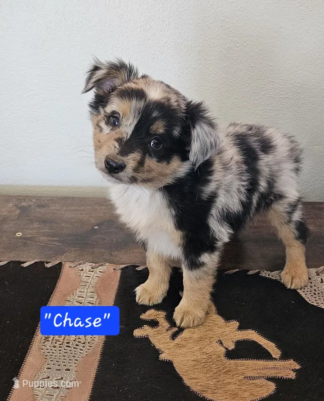 Chase, Split Face – Miniature Australian Shepherd puppy for sale in Milton, WI