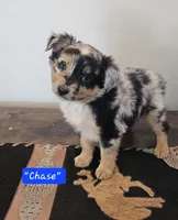 Chase, Split Face, a male Miniature Australian Shepherd for sale in Milton, WI – Photo 1 of 3