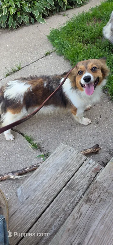 FLUFFY red and white girl – Pembroke Welsh Corgi puppy for sale in Milton, WI
