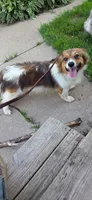 FLUFFY red and white girl, a female Pembroke Welsh Corgi for sale in Milton, WI – 1 of 2