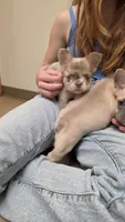 NewShade Tan Point Isabella Merle FLUFFY, a female French Bulldog for sale in Milton, WI – 10 of 10