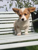 Breslyn, Blue Merle natural Bob tail, a female Pembroke Welsh Corgi for sale in Milton, WI – 2 of 4