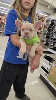 Rosie Frenchie Girl, a female French Bulldog for sale in Milton, WI – 2 of 5