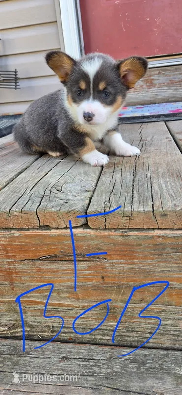 Bluie Bob Tail – Pembroke Welsh Corgi puppy for sale in Milton, WI