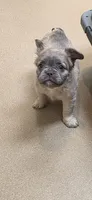 Fluffy Girl "Enola" , a female French Bulldog for sale in Milton, WI – 7 of 8