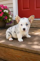 Dilute Blue Merle Girl, a female Pembroke Welsh Corgi for sale in Milton, WI – 1 of 1