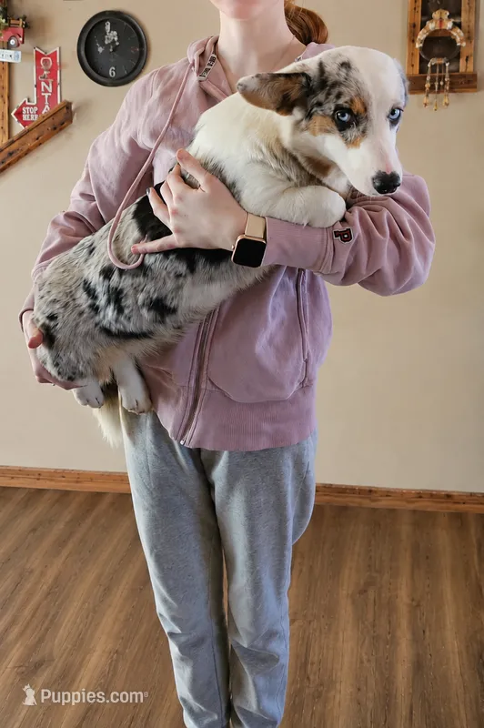 Blue Merle Girl  – Pembroke Welsh Corgi puppy for sale in Milton, WI