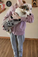 Blue Merle Girl , a female Pembroke Welsh Corgi for sale in Milton, WI – 1 of 1