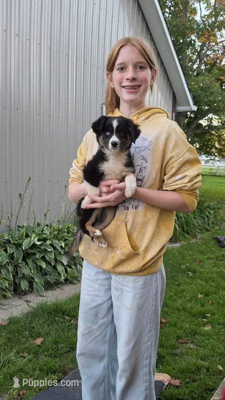 Tri Male – Miniature Australian Shepherd puppy for sale in Milton, WI