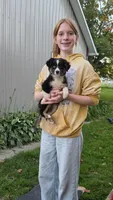 Tri Male, a male Miniature Australian Shepherd for sale in Milton, WI – 1 of 1