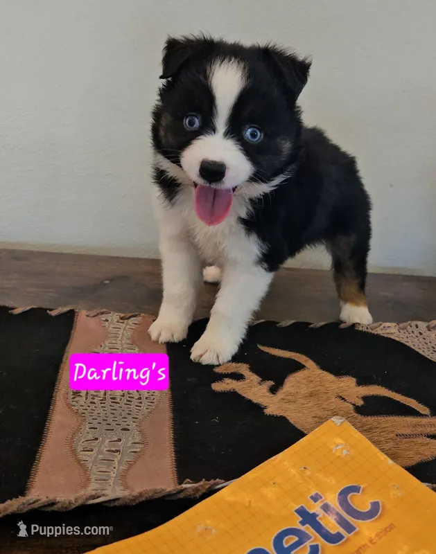 Darling Small TOY Size – Miniature Australian Shepherd puppy for sale in Milton, WI