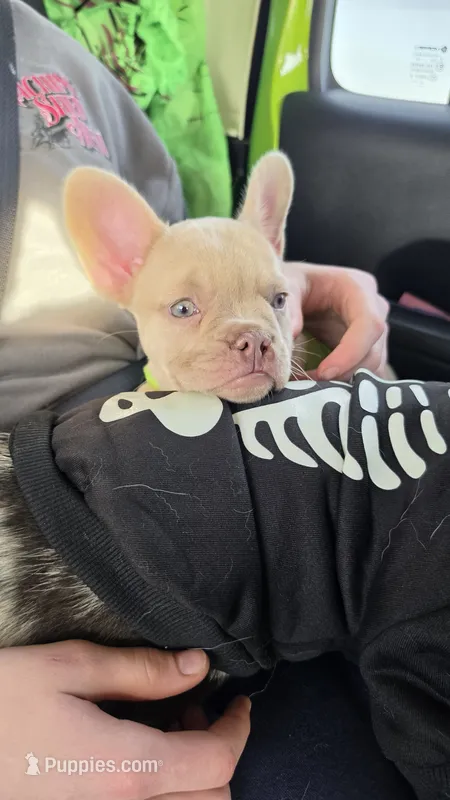 Rosie Frenchie Girl – French Bulldog puppy for sale in Milton, WI