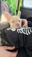 Rosie Frenchie Girl, a female French Bulldog for sale in Milton, WI – 4 of 5