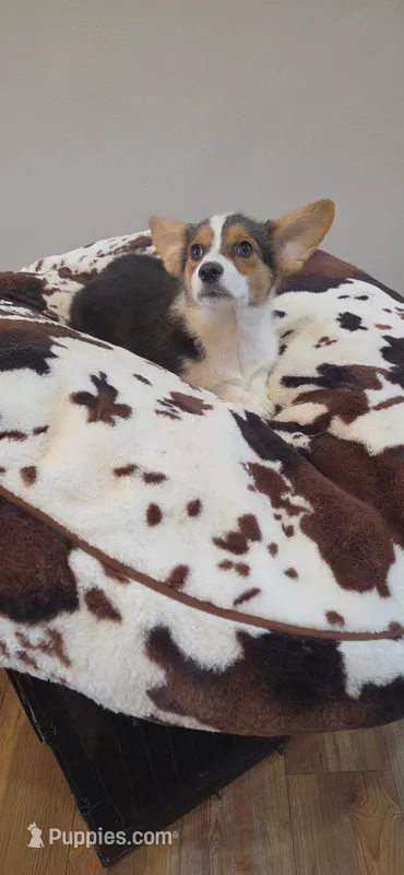 Tri Girl – Pembroke Welsh Corgi puppy for sale in Milton, WI