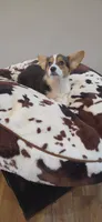 Tri Girl, a female Pembroke Welsh Corgi for sale in Milton, WI – 1 of 2
